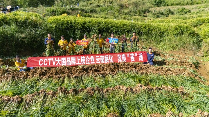 墨江象鼻村生姜大丰登！从种植、施肥到采摘，云南解化全程“呵护”